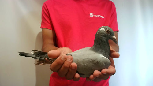 Pigeon image