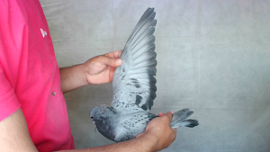 Pigeon image