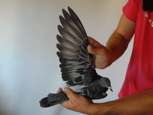 Pigeon image