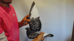 Pigeon image