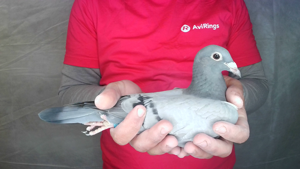 Pigeon image