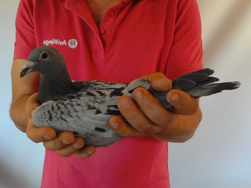 Pigeon image