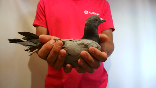 Pigeon image