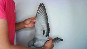 Pigeon image