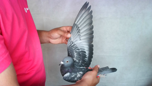 Pigeon image