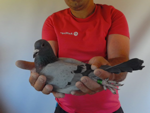 Pigeon image