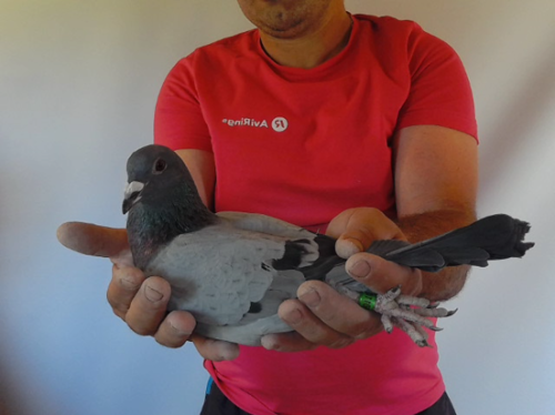 Pigeon image