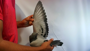 Pigeon image