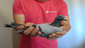 Pigeon image