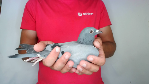 Pigeon image