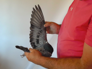 Pigeon image