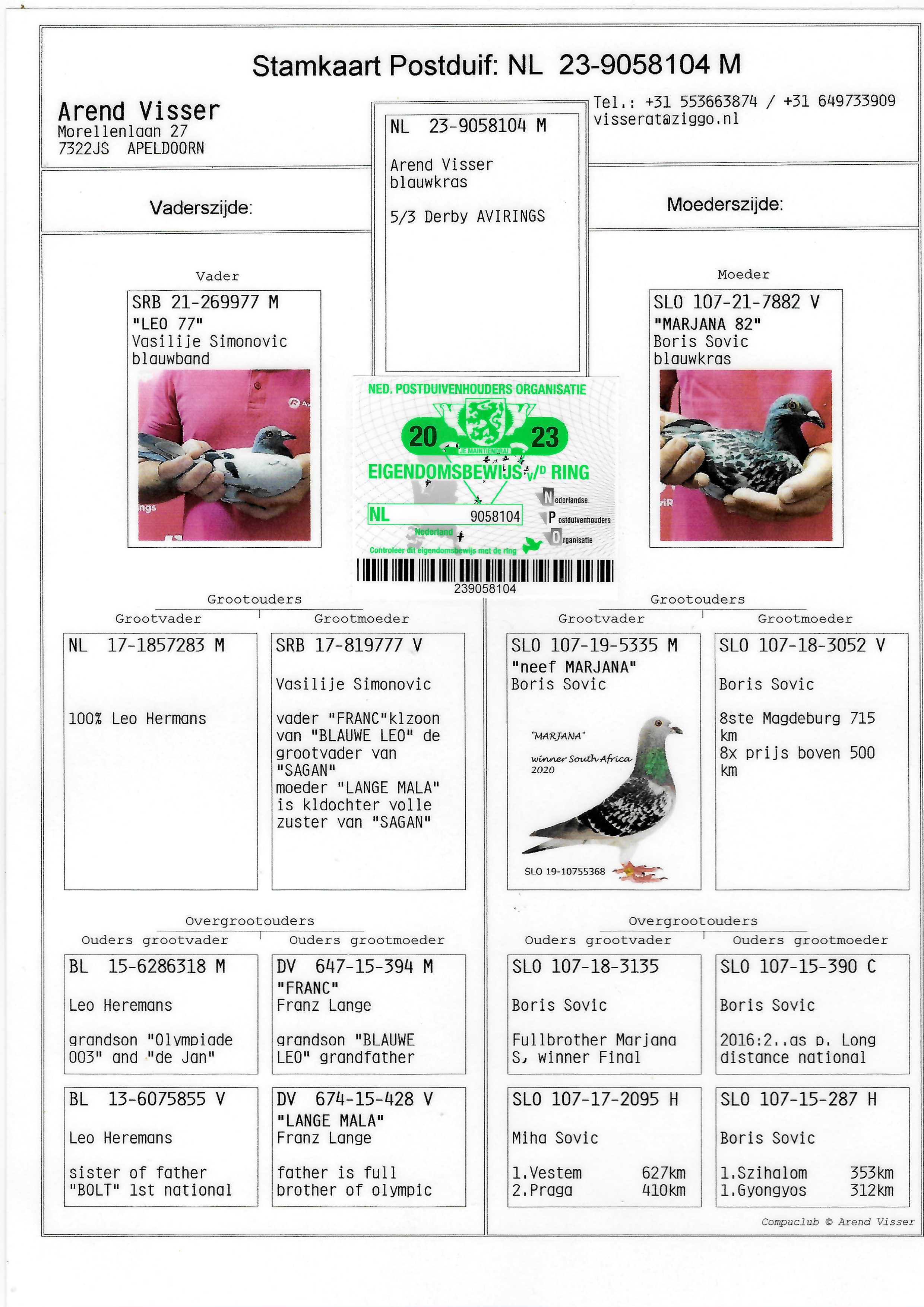 Pigeon pedigree image