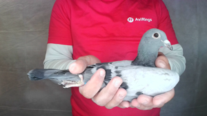 Pigeon image