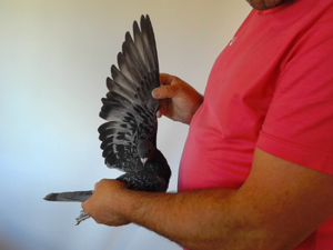 Pigeon image