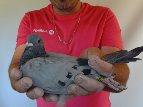 Pigeon image