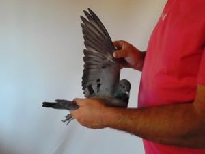 Pigeon image
