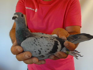Pigeon image
