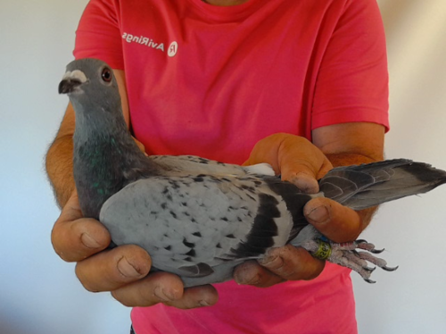 Pigeon image