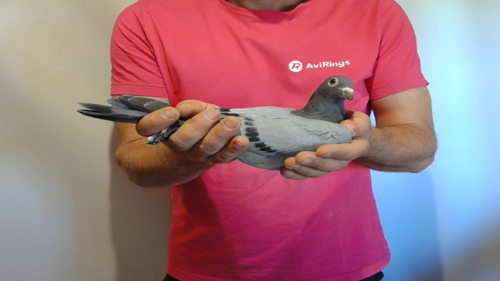 Pigeon image