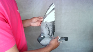 Pigeon image