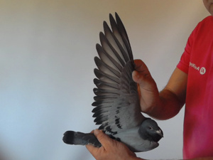 Pigeon image
