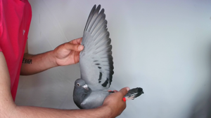 Pigeon image