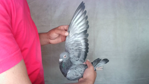 Pigeon image