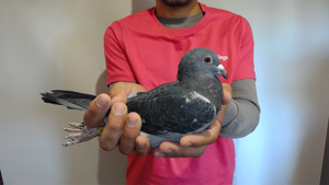 Pigeon image