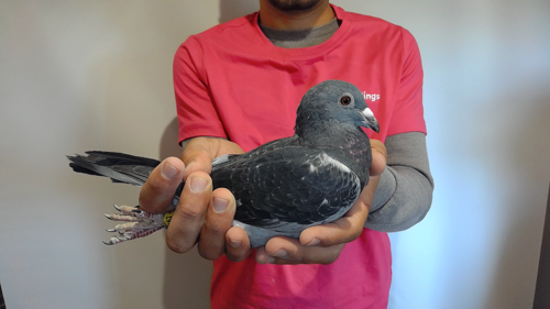 Pigeon image