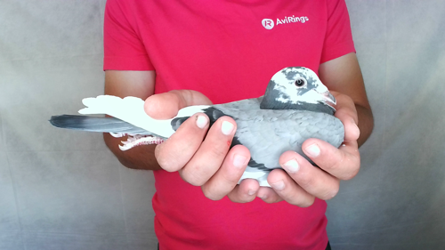 Pigeon image