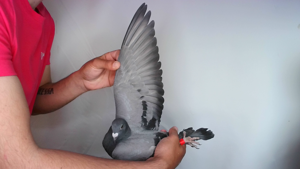 Pigeon image