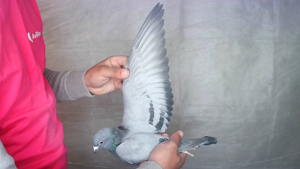 Pigeon image