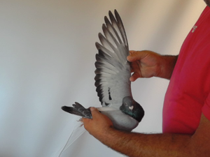 Pigeon image