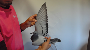 Pigeon image