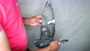 Pigeon image