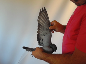 Pigeon image