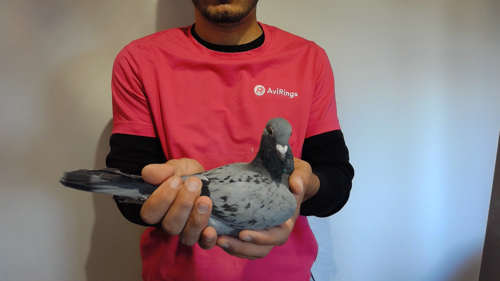 Pigeon image