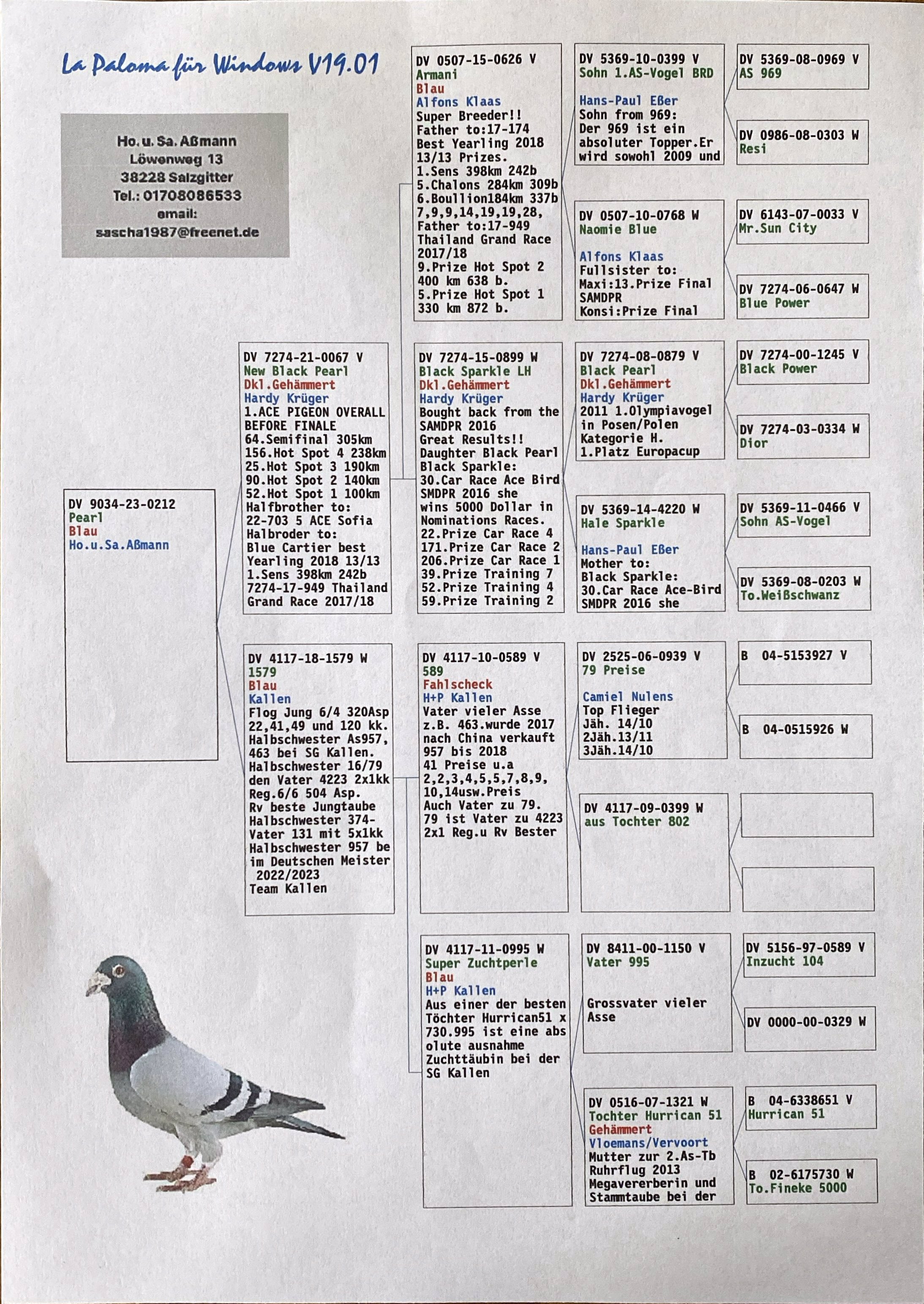 Pigeon pedigree image