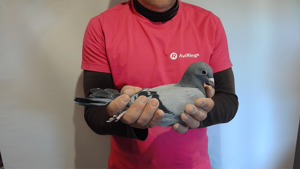 Pigeon image