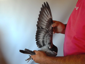Pigeon image