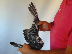 Pigeon image