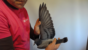 Pigeon image