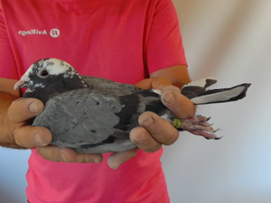 Pigeon image