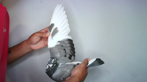 Pigeon image