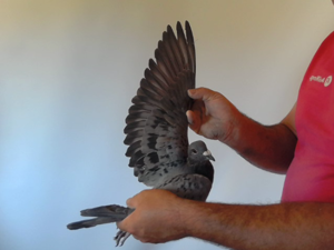 Pigeon image