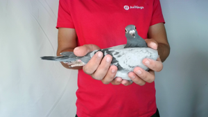 Pigeon image