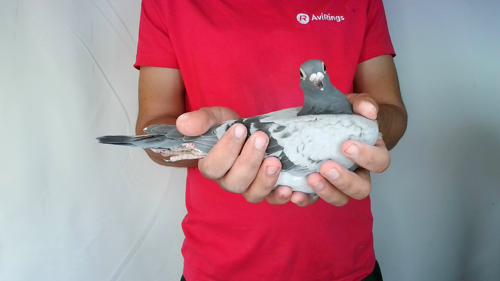 Pigeon image