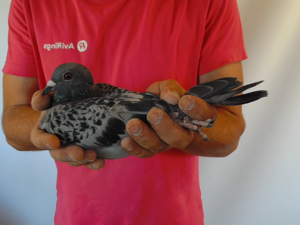 Pigeon image