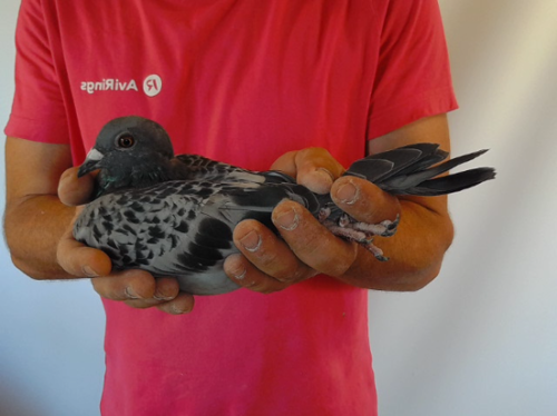 Pigeon image
