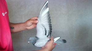 Pigeon image